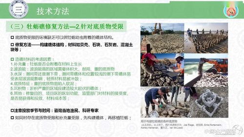 水生生物資源養護的創新實踐 牡蠣礁生態修復技術與生物技術推廣服務